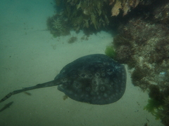 Urolophus circularis