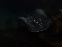 Urolophus circularis