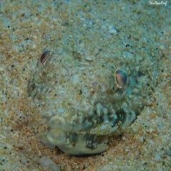 Synodus dermatogenys