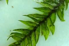 Hypnodendron spininervium