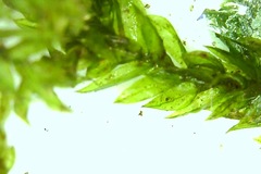 Hypnodendron spininervium