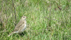 Anthus furcatus