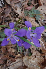 Iris verna smalliana