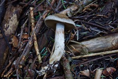 Cortinarius infractus