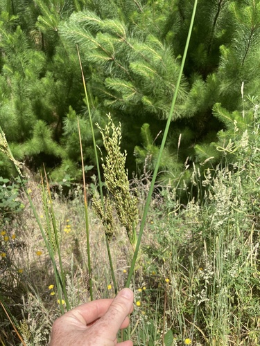 Pale rush (Juncus pallidus)