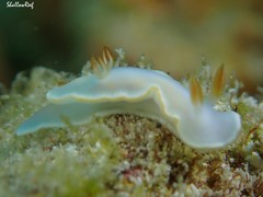 Ardeadoris angustolutea