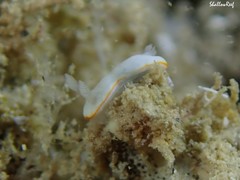 Goniobranchus verrieri