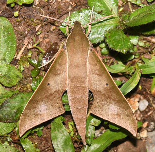 Xylophanes hannemanni