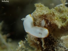 Goniobranchus verrieri