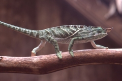 Furcifer balteatus