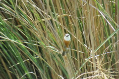 Sporophila palustris