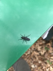 Bibio femoratus