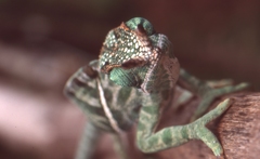 Furcifer balteatus