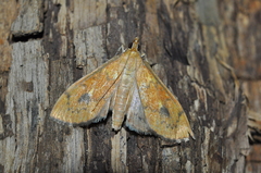 Crambidae