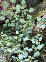 Nanocnide japonica