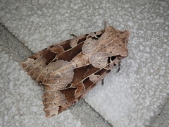 Clavipalpula aurariae