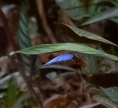 Morpho menelaus coeruleus