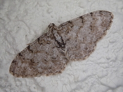 Myrioblephara nanaria