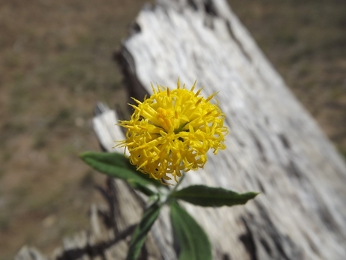 Red-soil Woolly Wrinklewort (Rutidosis lanata)