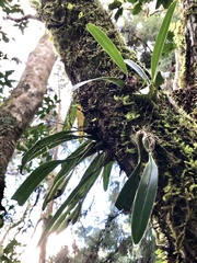 Bulbophyllum umbellatum