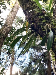 Bulbophyllum umbellatum