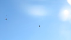 Aeronautes andecolus