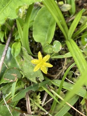 Hypoxis decumbens