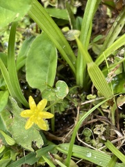 Hypoxis decumbens