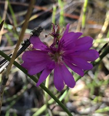 Pelargonium rodneyanum