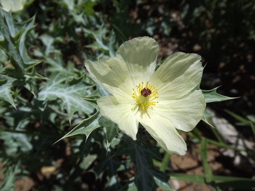 Mexican Poppy