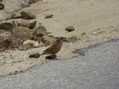 Cinclodes comechingonus