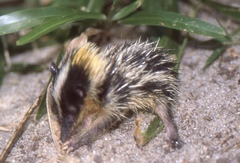Hemicentetes semispinosus