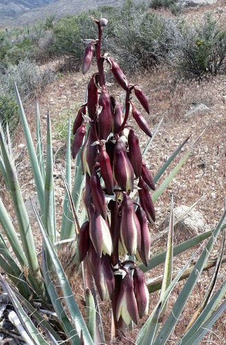 Banana Yucca