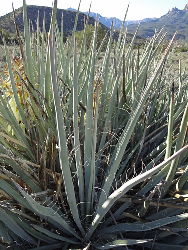 Banana Yucca