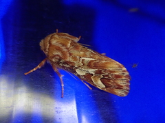 Panolis japonica