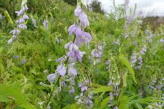 Galega