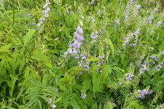 Galega