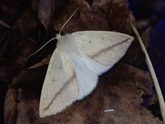 Descoreba simplex