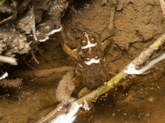 Occidozyga lima