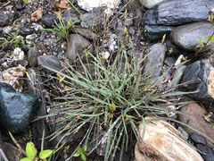 Ixeris tamagawaensis