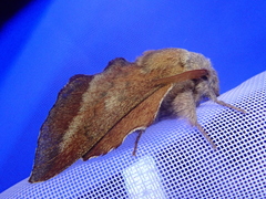 Phyllodesma japonica