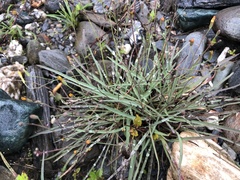 Ixeris tamagawaensis