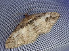 Pseuderannis lomozemia