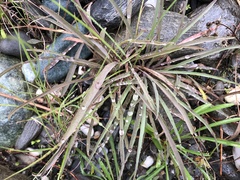 Ixeris tamagawaensis
