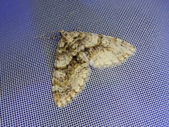 Esakiopteryx volitans