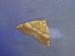 Idiotephria evanescens