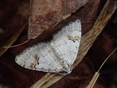 Venusia semistrigata