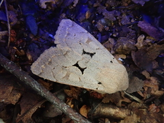 Orthosia carnipennis