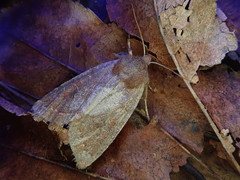 Orthosia odiosa