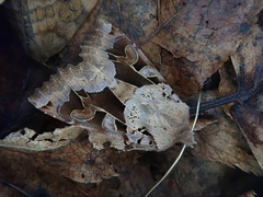 Clavipalpula aurariae